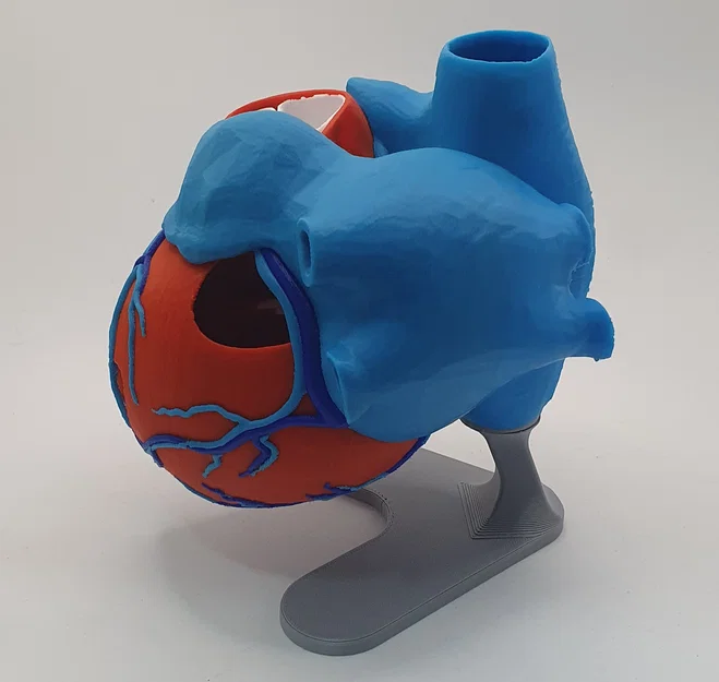 Đế trưng bày cho mô hình tim giải phẫu 3D (Stand For Anatomic Heart) - Image 6