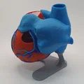 Đế trưng bày cho mô hình tim giải phẫu 3D (Stand For Anatomic Heart) - Thumbnail 6