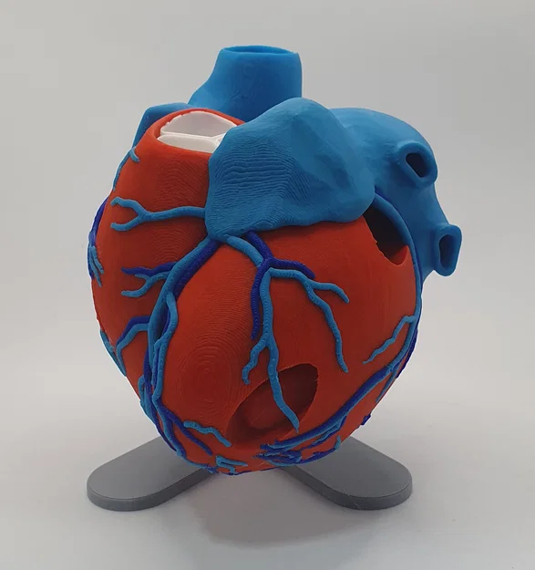 Đế trưng bày cho mô hình tim giải phẫu 3D (Stand For Anatomic Heart) - Image 7