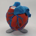Đế trưng bày cho mô hình tim giải phẫu 3D (Stand For Anatomic Heart) - Thumbnail 7