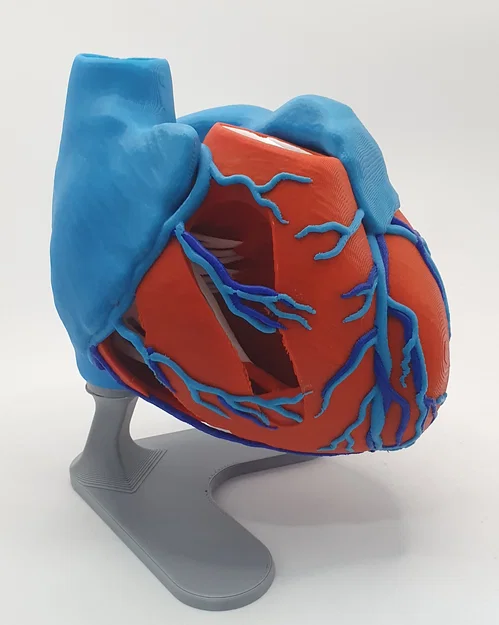 Đế trưng bày cho mô hình tim giải phẫu 3D (Stand For Anatomic Heart) - Image 8