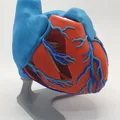 Đế trưng bày cho mô hình tim giải phẫu 3D (Stand For Anatomic Heart) - Thumbnail 8