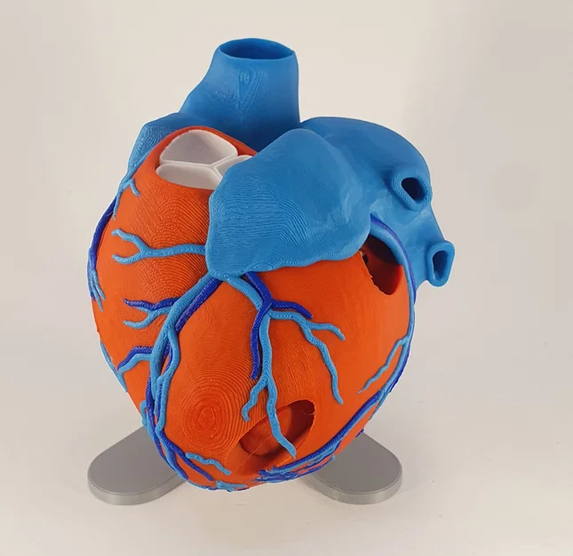 Đế trưng bày cho mô hình tim giải phẫu 3D (Stand For Anatomic Heart) - Image 9
