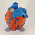 Đế trưng bày cho mô hình tim giải phẫu 3D (Stand For Anatomic Heart) - Thumbnail 9