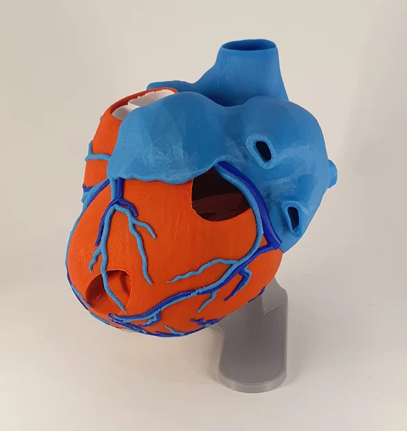 Đế trưng bày cho mô hình tim giải phẫu 3D (Stand For Anatomic Heart) - Image 10