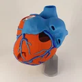 Đế trưng bày cho mô hình tim giải phẫu 3D (Stand For Anatomic Heart) - Thumbnail 10
