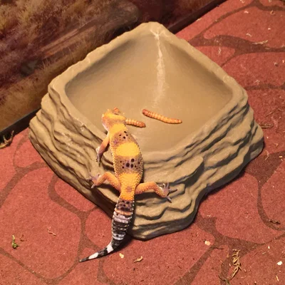 Bát cho bò sát (Reptile Bowl)