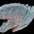 Đầu Godzilla (Voronoi) - Thumbnail 1