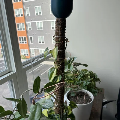 MosSoaker - Đầu nhỏ giọt nước cho trụ rêu Sphagnum (Moss Pole)