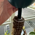 MosSoaker - Đầu nhỏ giọt nước cho trụ rêu Sphagnum (Moss Pole) - Thumbnail 3
