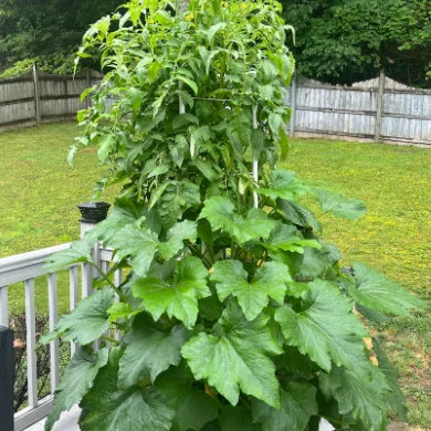 Tháp Aeroponic/Hydroponic Tùy Biến (Customizable Aeroponic/Hydroponic Tower)