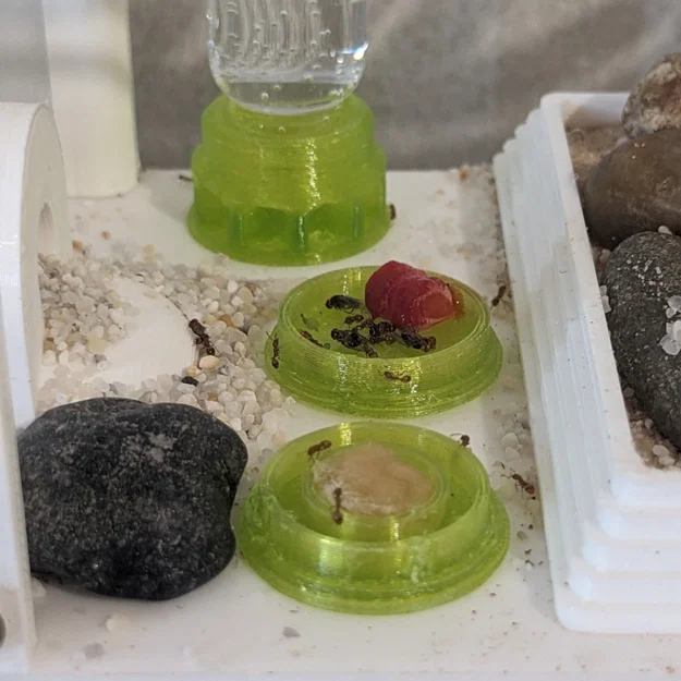 Khay Cho Kiến Ăn (Ant Feeder) - Image 1