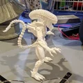 Alien Xenomorph đứng (Aliens xenomorph standing) - Thumbnail 6