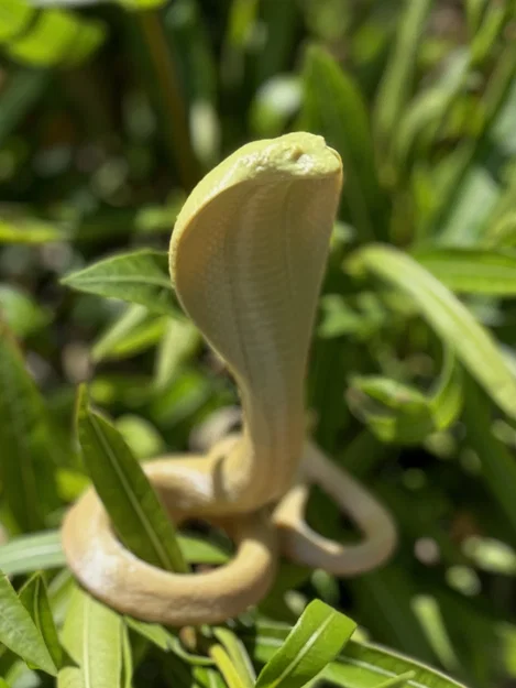 Cobra Snake (Rắn Hổ Mang) - Image 1