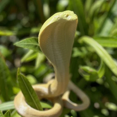 Cobra Snake (Rắn Hổ Mang)