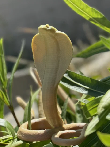 Cobra Snake (Rắn Hổ Mang) - Image 2