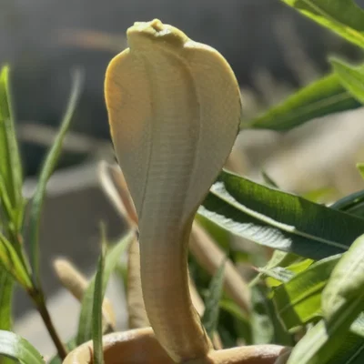 Cobra Snake (Rắn Hổ Mang)