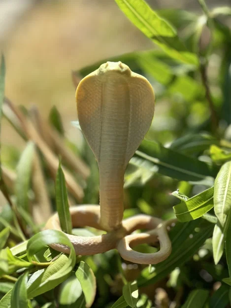 Cobra Snake (Rắn Hổ Mang) - Image 3