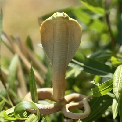 Cobra Snake (Rắn Hổ Mang)