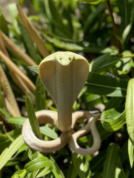 Cobra Snake (Rắn Hổ Mang) - Image 4