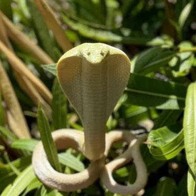 Cobra Snake (Rắn Hổ Mang)