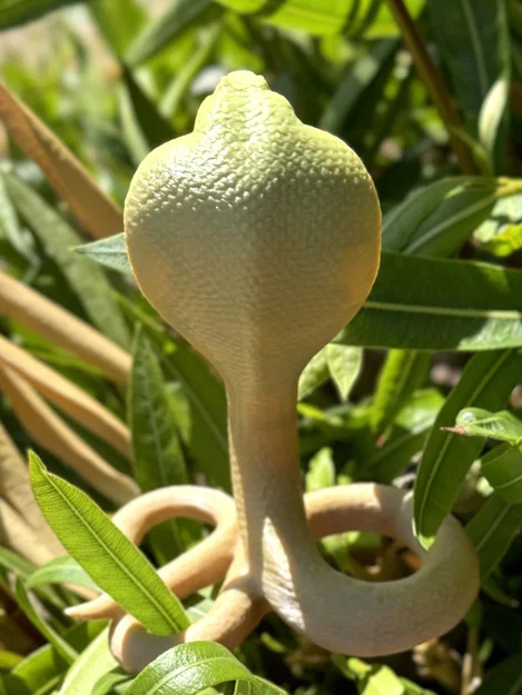 Cobra Snake (Rắn Hổ Mang) - Image 5