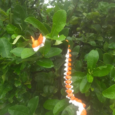 Super Flexi Dragonair - Dragonair khớp nối dẻo