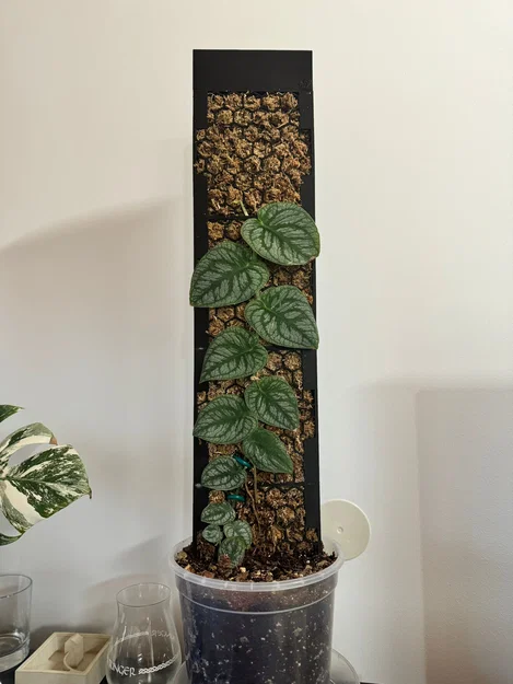 Moosstab Monstera Dubia / Plant Support / Moss Pole - Image 1
