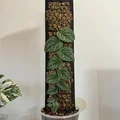 Moosstab Monstera Dubia / Plant Support / Moss Pole - Thumbnail 1