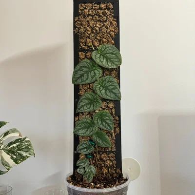 Moosstab Monstera Dubia / Plant Support / Moss Pole