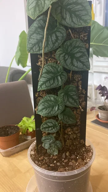 Moosstab Monstera Dubia / Plant Support / Moss Pole - Image 2