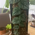 Moosstab Monstera Dubia / Plant Support / Moss Pole - Thumbnail 2
