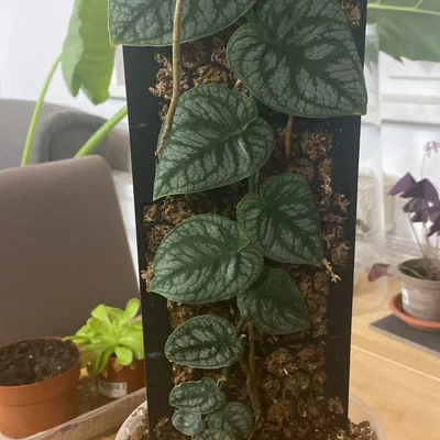 Moosstab Monstera Dubia / Plant Support / Moss Pole