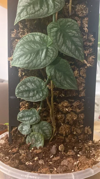 Moosstab Monstera Dubia / Plant Support / Moss Pole - Image 5