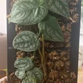 Moosstab Monstera Dubia / Plant Support / Moss Pole - Thumbnail 5