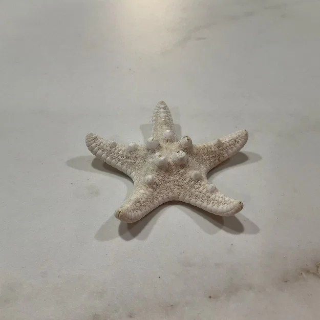 Mô hình sao biển 3D chi tiết (Starfish photogrammetry scan) tuyệt đẹp - Image 1