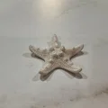 Mô hình sao biển 3D chi tiết (Starfish photogrammetry scan) tuyệt đẹp - Thumbnail 1