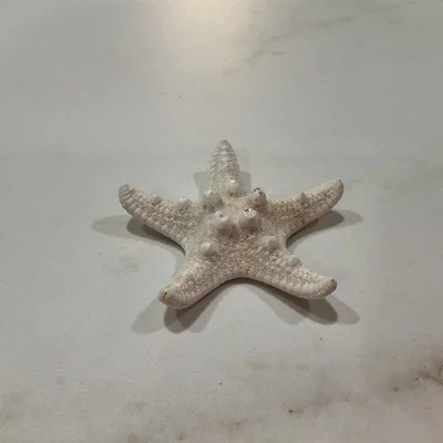 Mô hình sao biển 3D chi tiết (Starfish photogrammetry scan) tuyệt đẹp