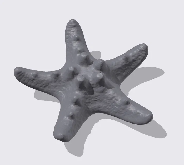 Mô hình sao biển 3D chi tiết (Starfish photogrammetry scan) tuyệt đẹp - Image 2