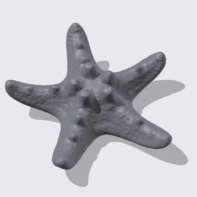 Mô hình sao biển 3D chi tiết (Starfish photogrammetry scan) tuyệt đẹp