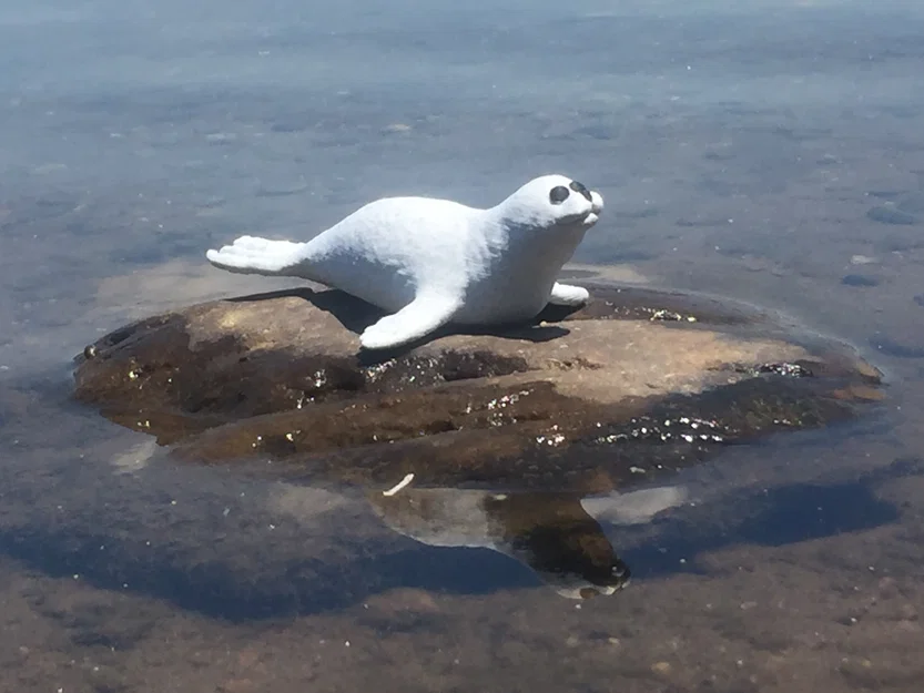Hải cẩu (Seal) - Image 1