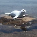 Hải cẩu (Seal) - Thumbnail 1