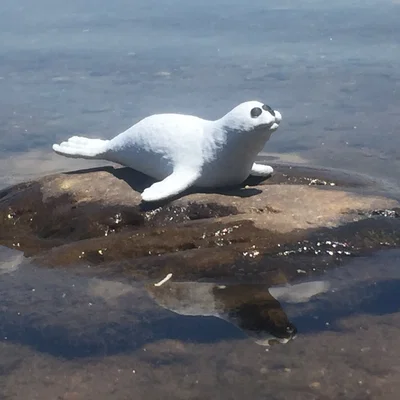 Hải cẩu (Seal)