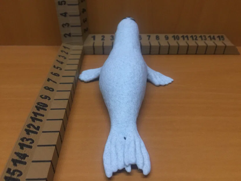 Hải cẩu (Seal) - Image 4