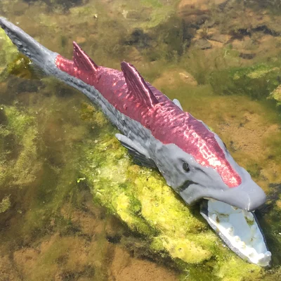 Barracuda