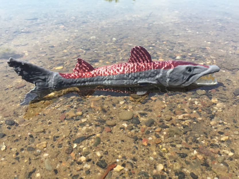 Barracuda - Image 3