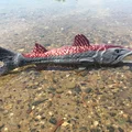 Barracuda - Thumbnail 3