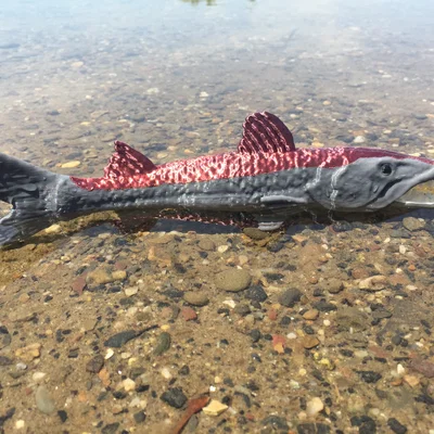 Barracuda