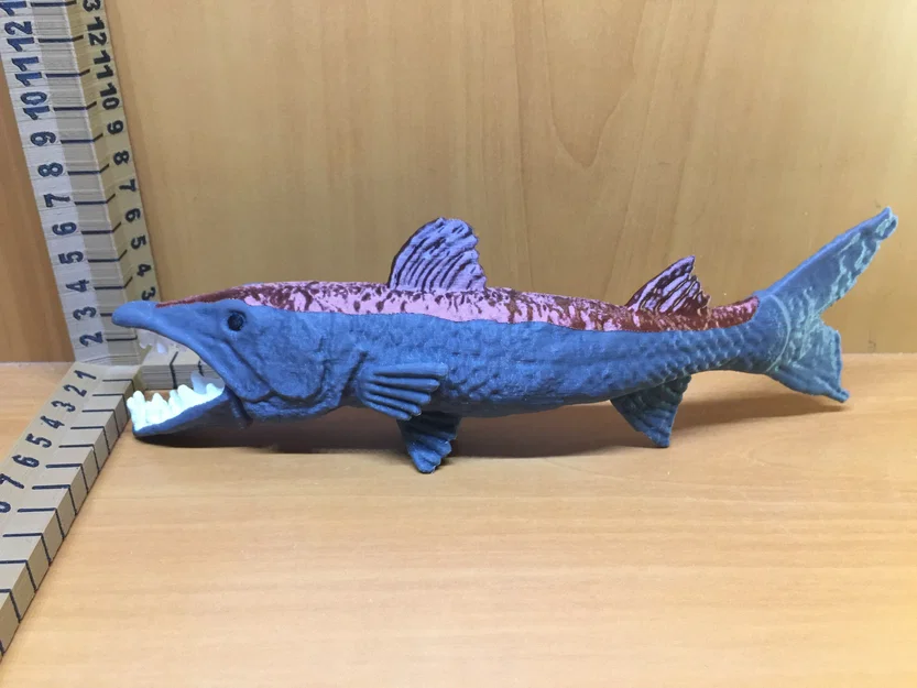 Barracuda - Image 5