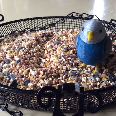 Chim Đồ Chơi (Toy Bird)